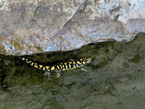 Yellowstone River Tiger Salamander