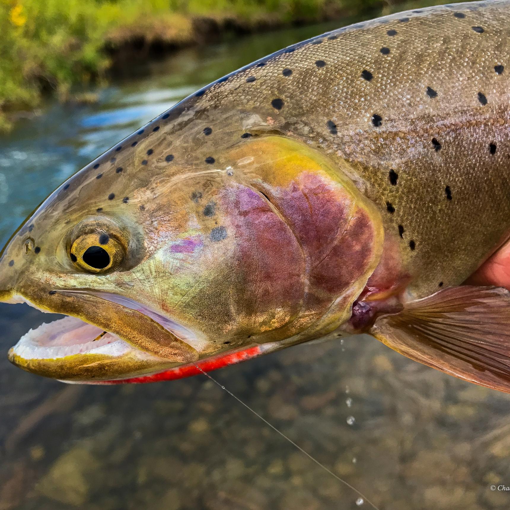 Wyoming Guided Fishing Trips