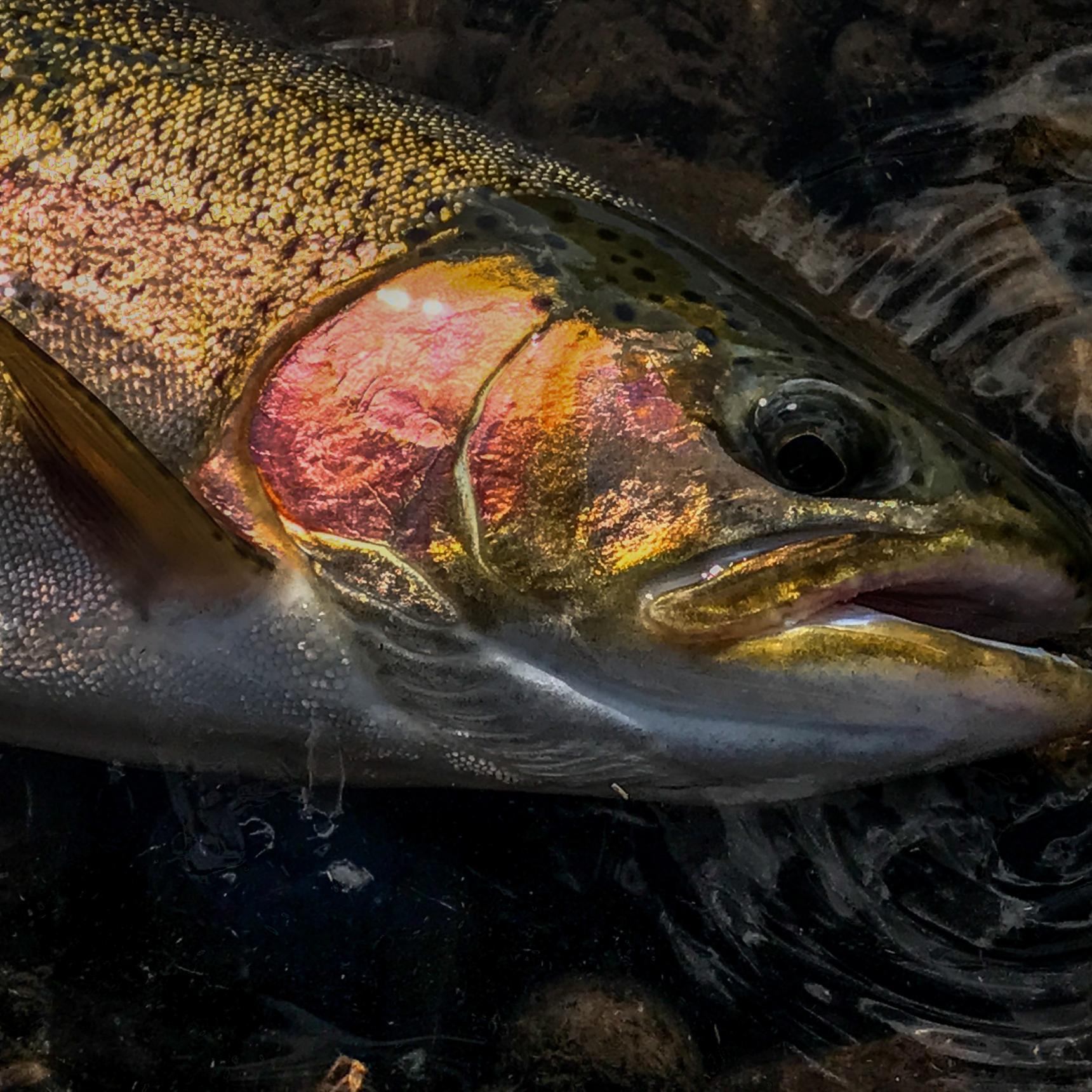 Wyoming Fly Fishing Trips