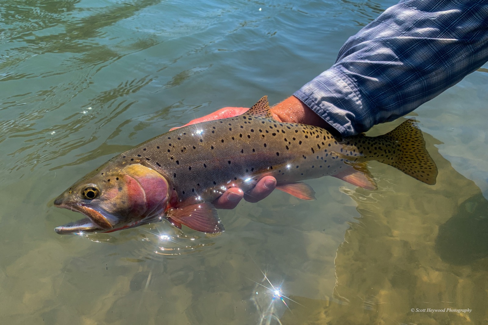 Wyoming Cutthroat Slam