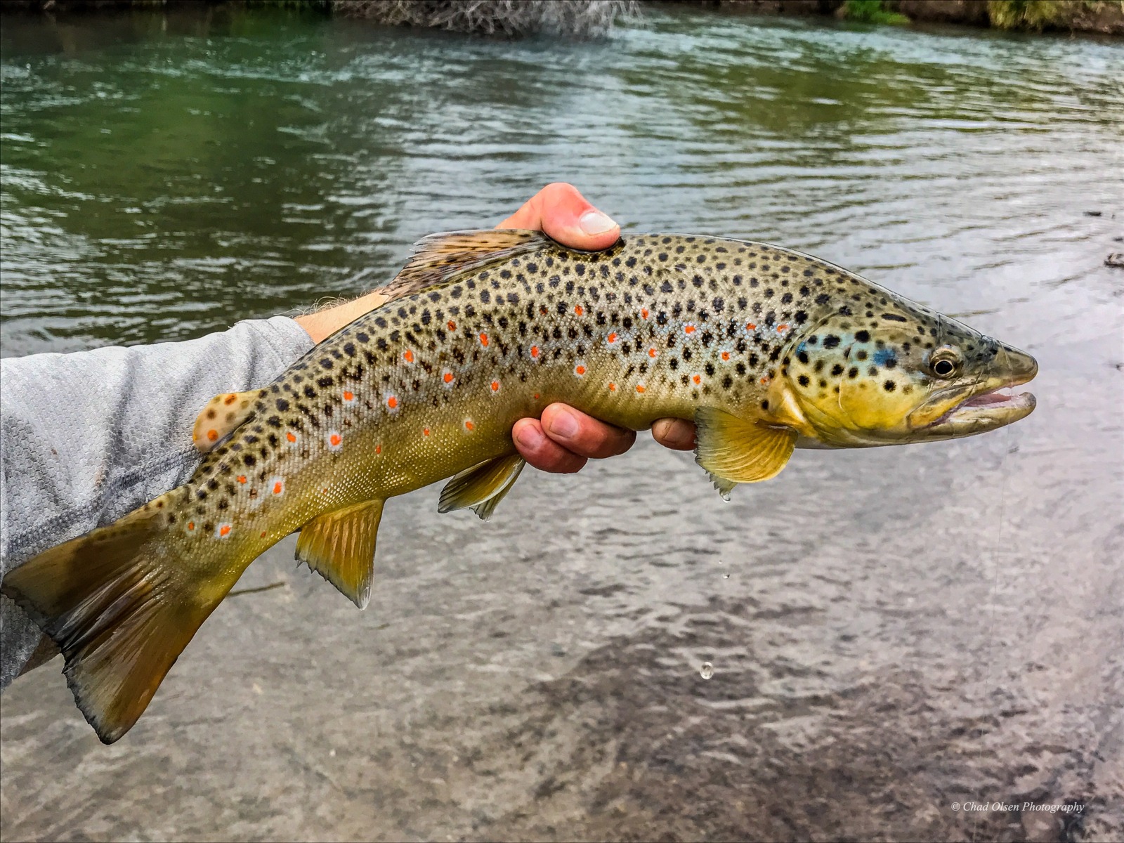 Wyoming Fishing Trips