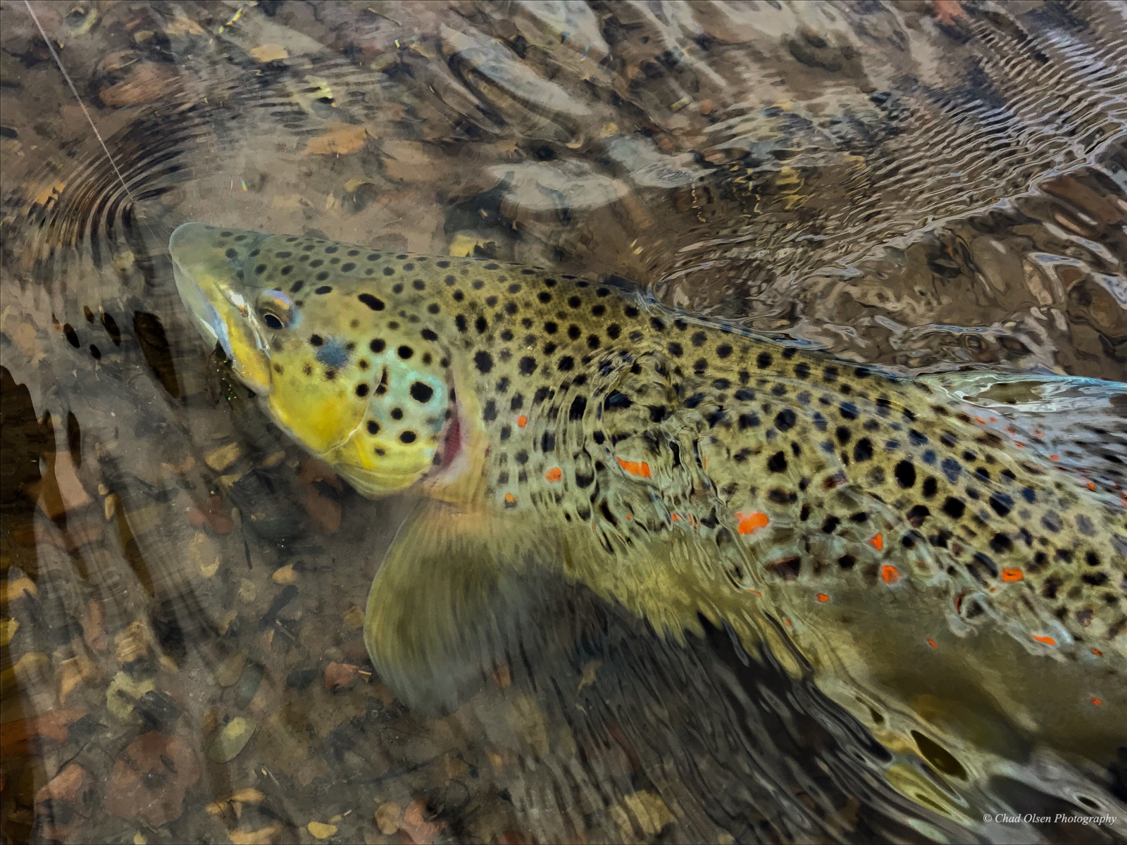 Wyoming Fly Fishing Trips