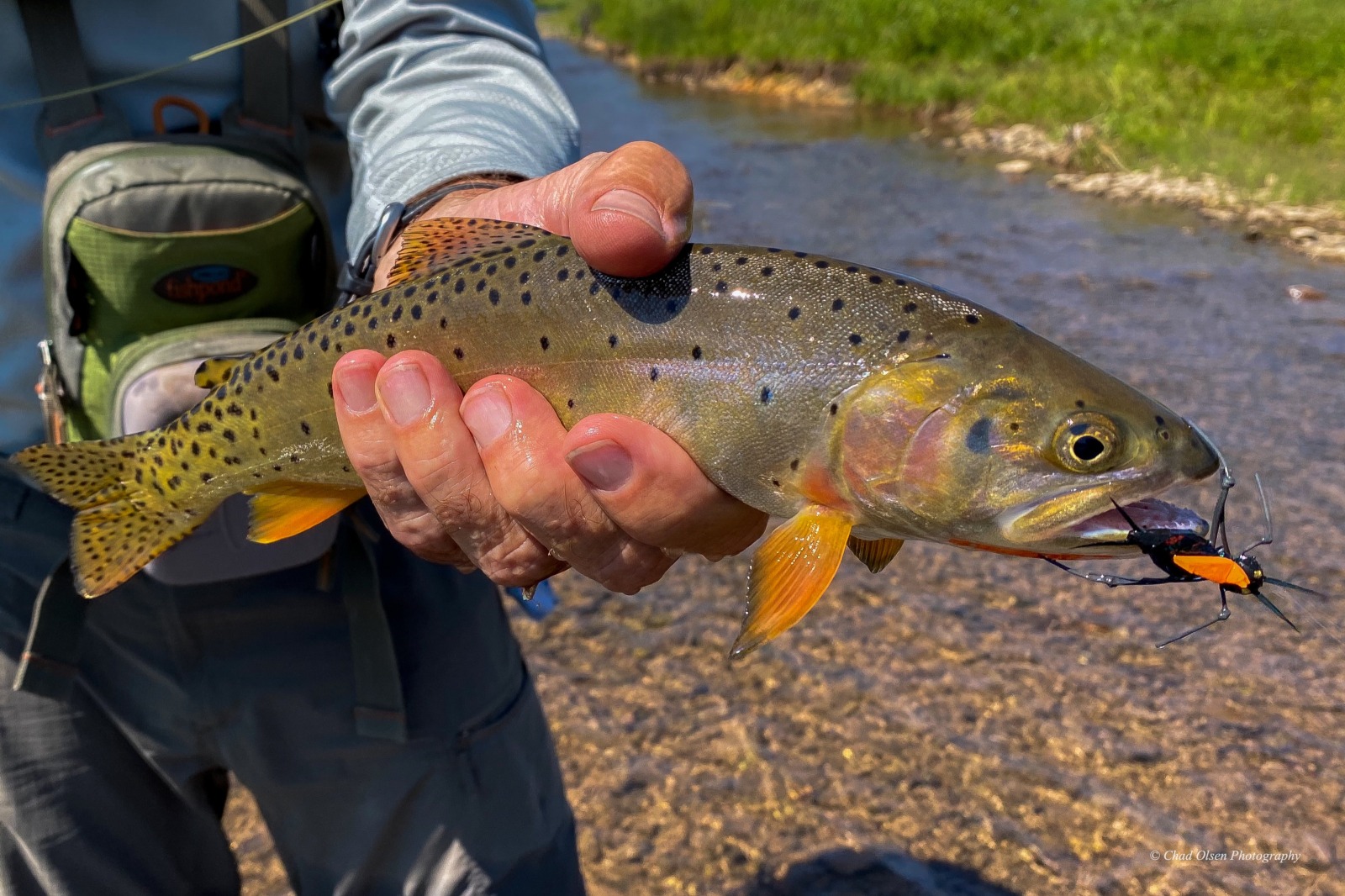 Wyoming Fishing Trips