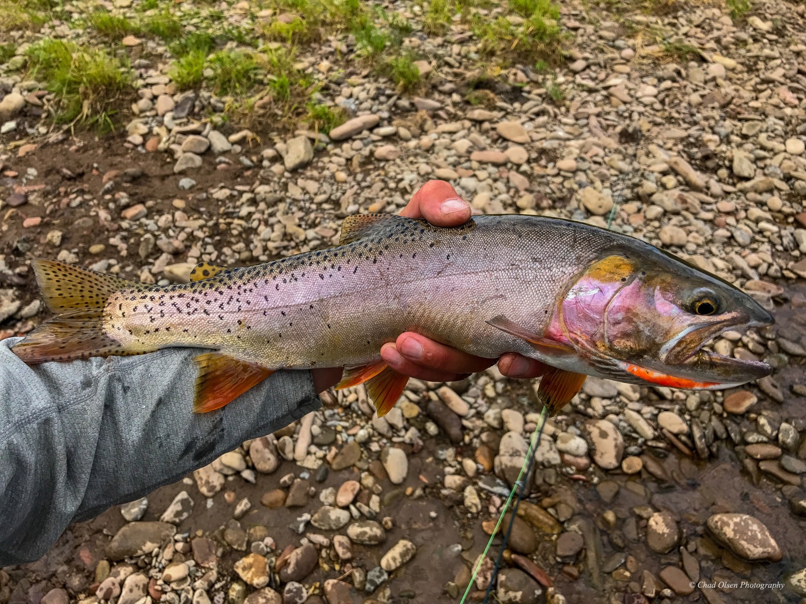 Guided Wyoming Fishing Trips