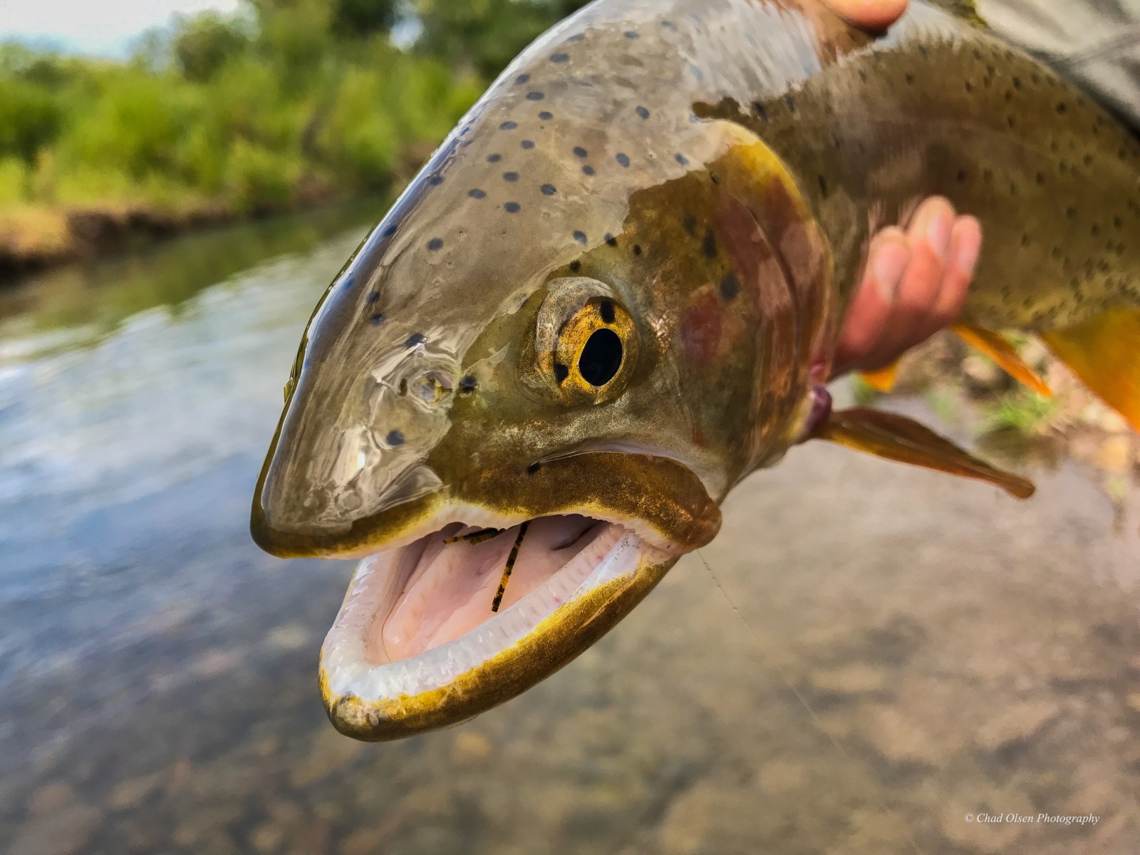 Wyoming Fishing Trips