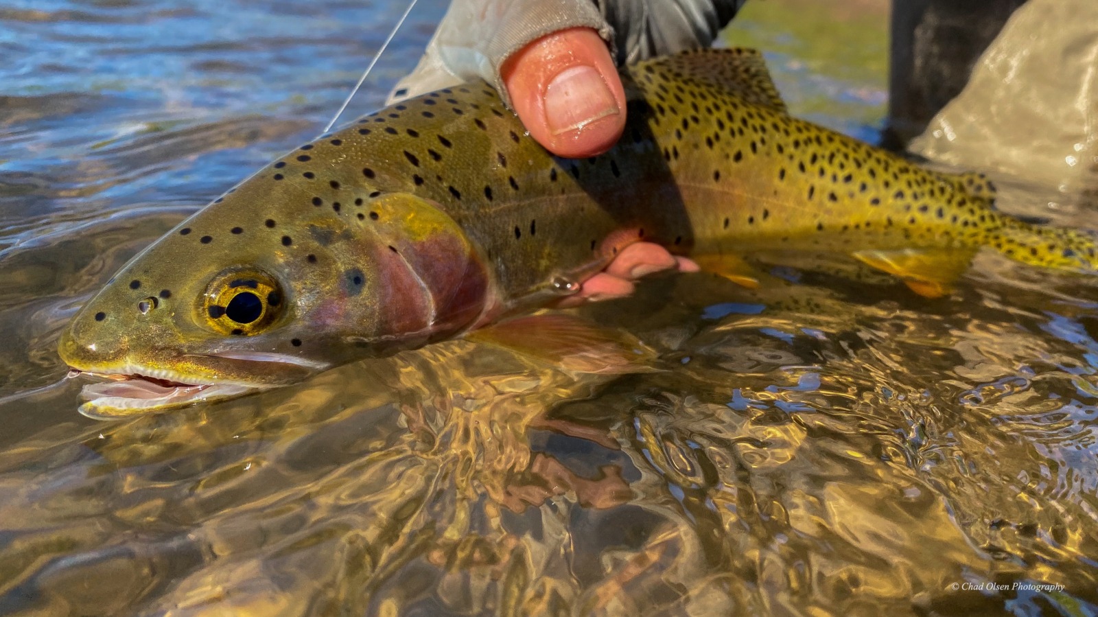 Wyoming Fishing Trips