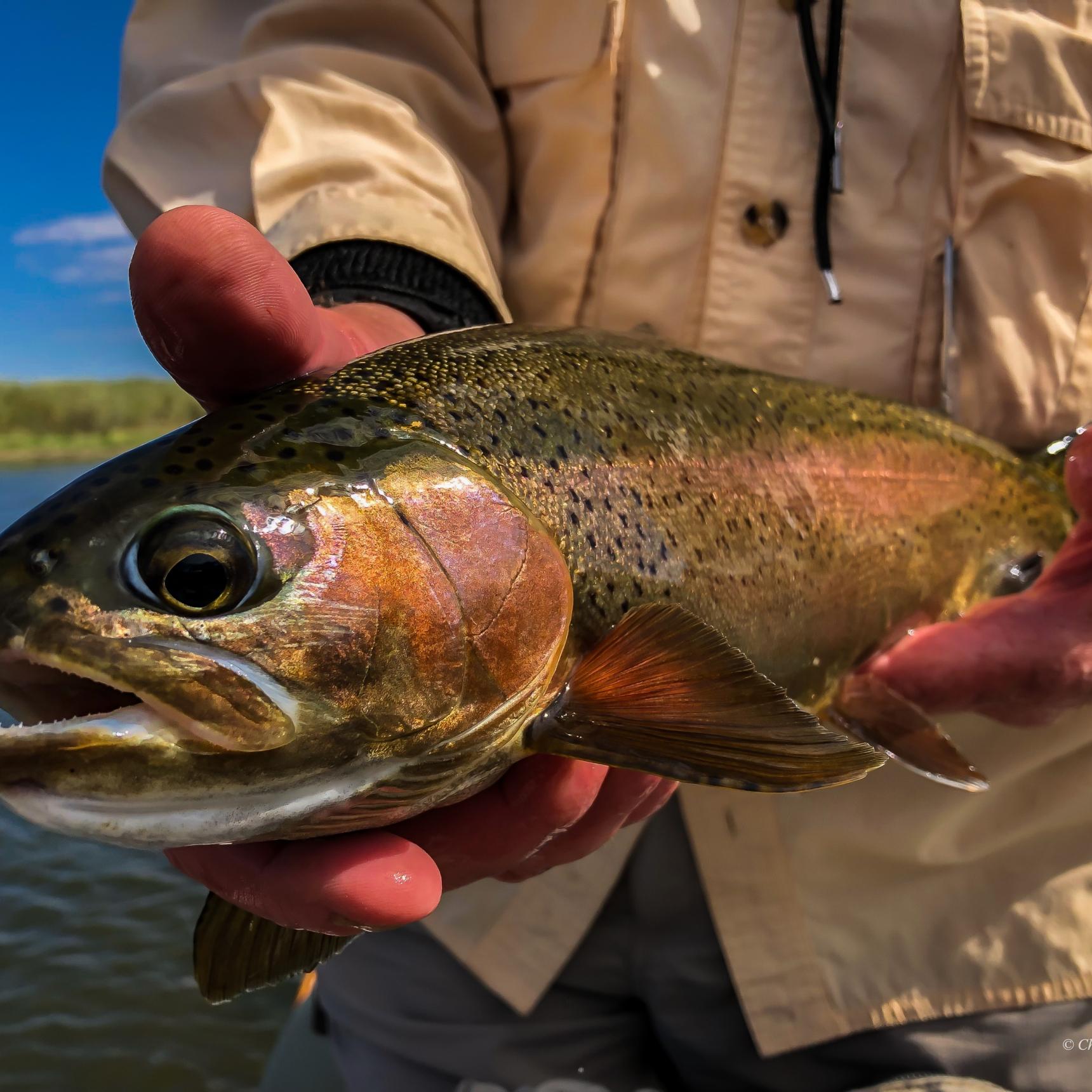 North Platte Fishing Guides