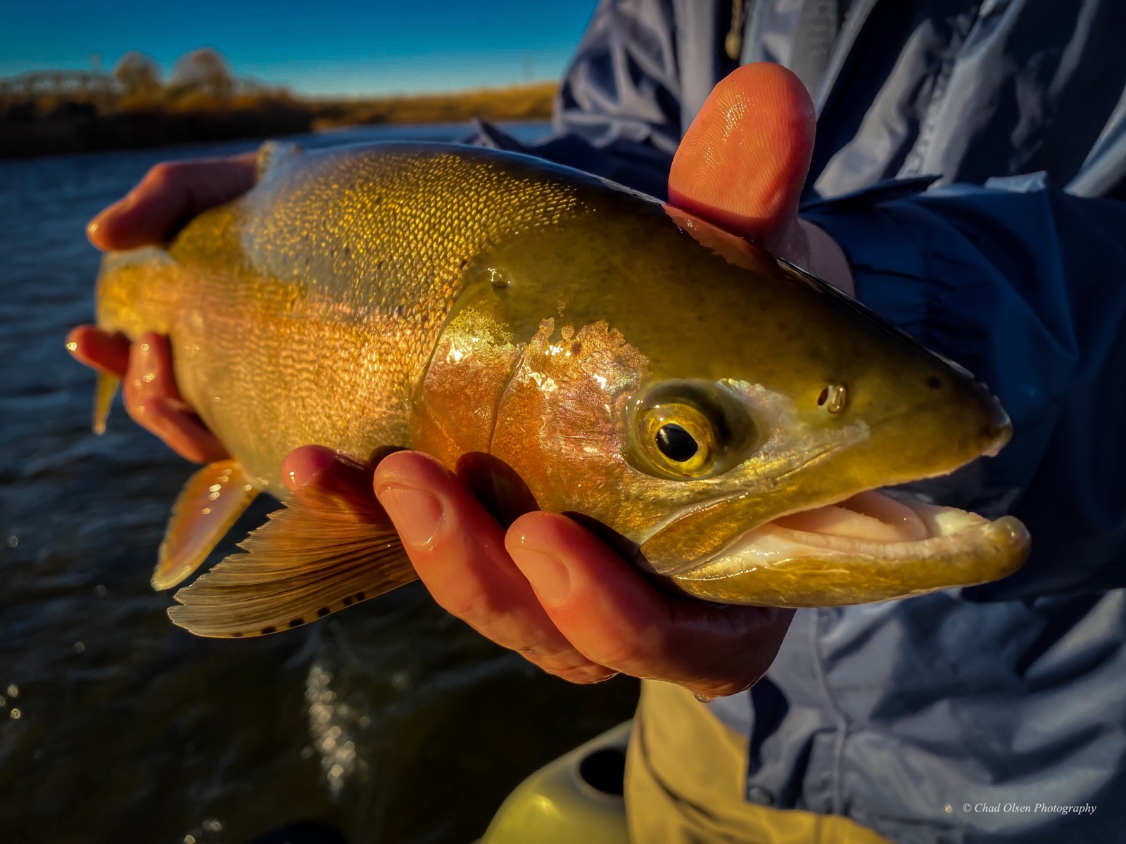 Wyoming Fly Fishing Guides