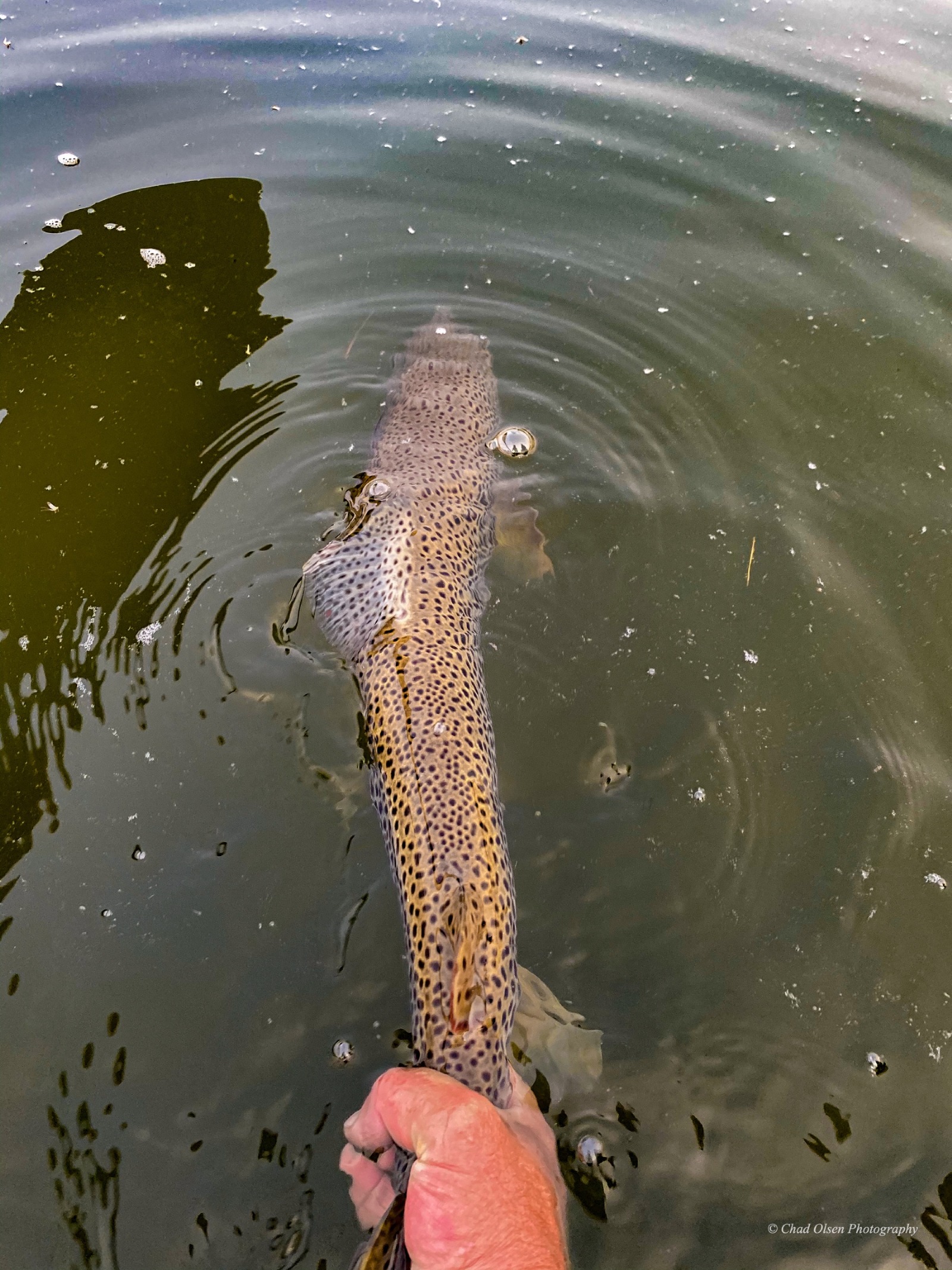 North Platte Fly Fishing Trips