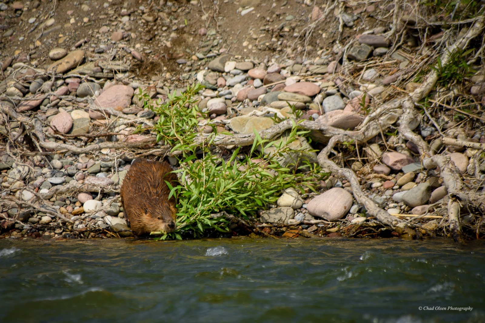 Montana Overnight River Trips