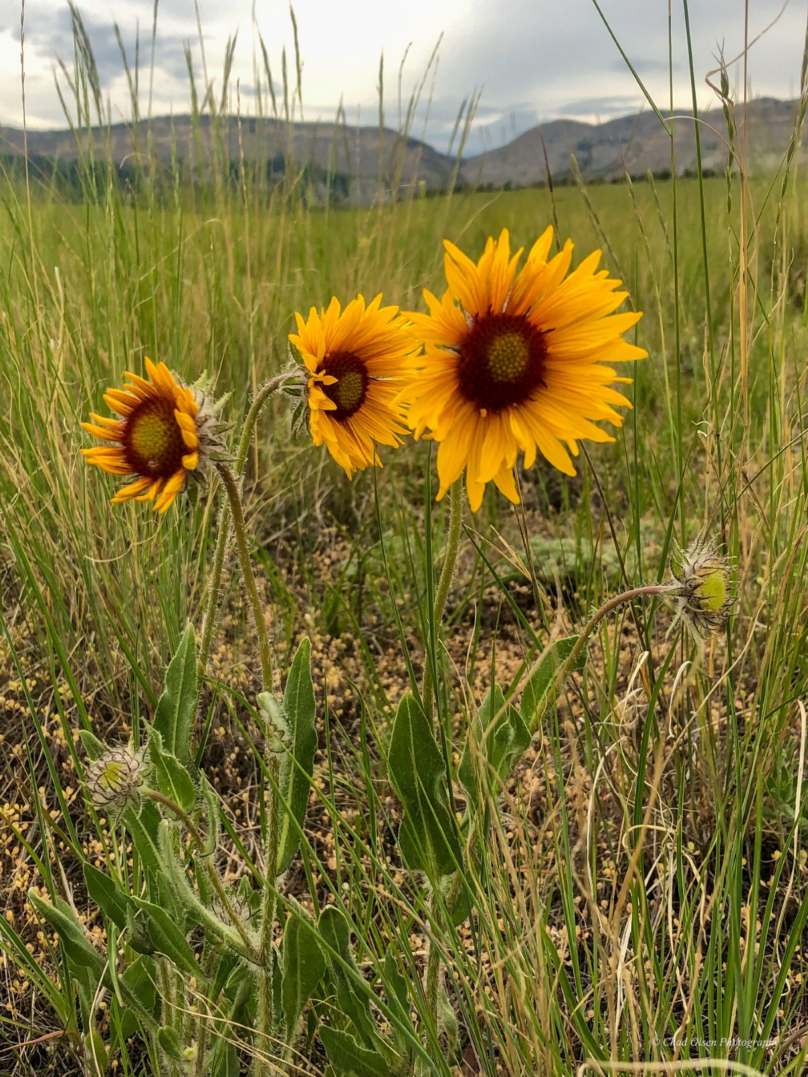 Montana Fishing Trips