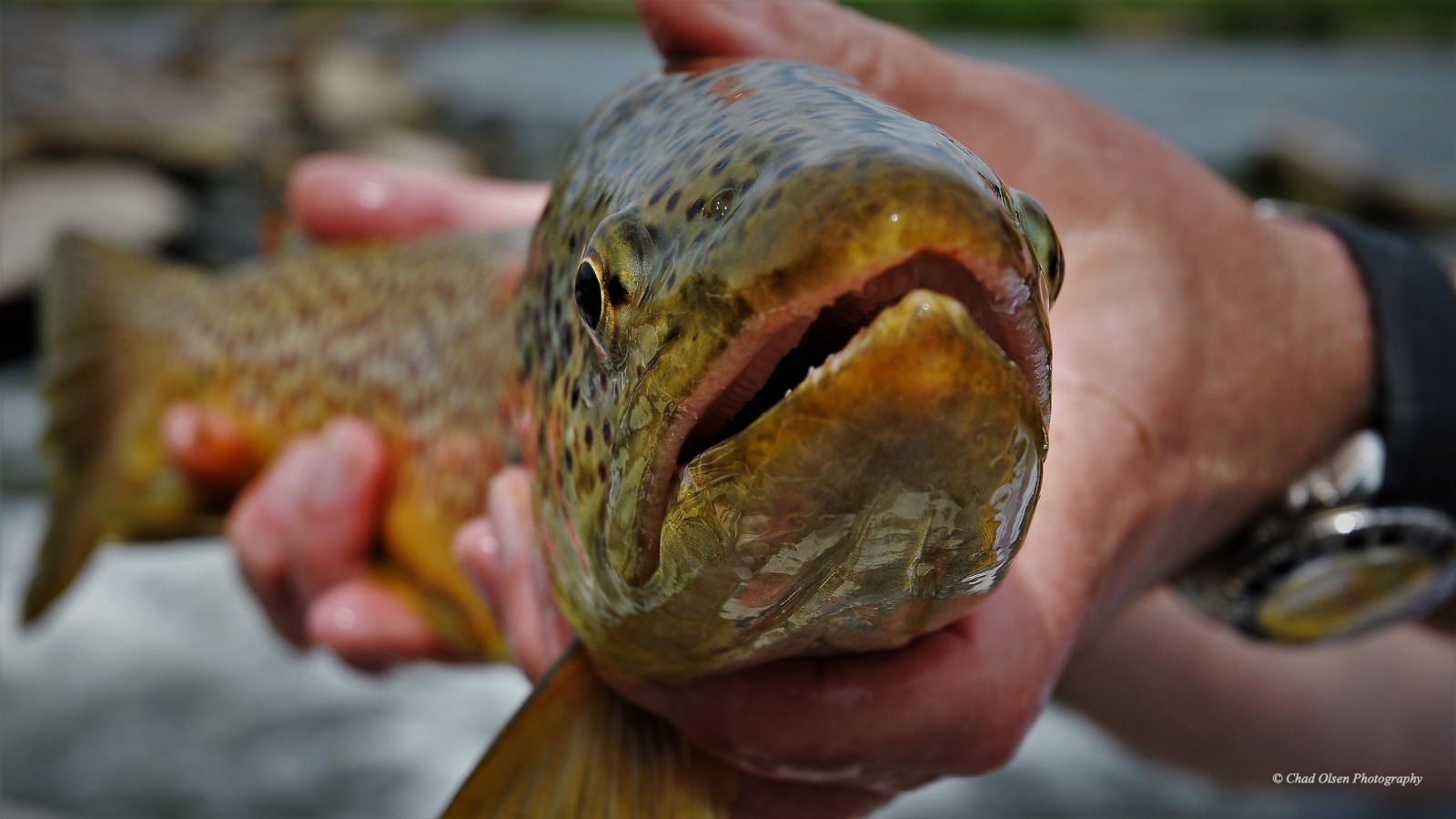 Wyoming Fishing Guides