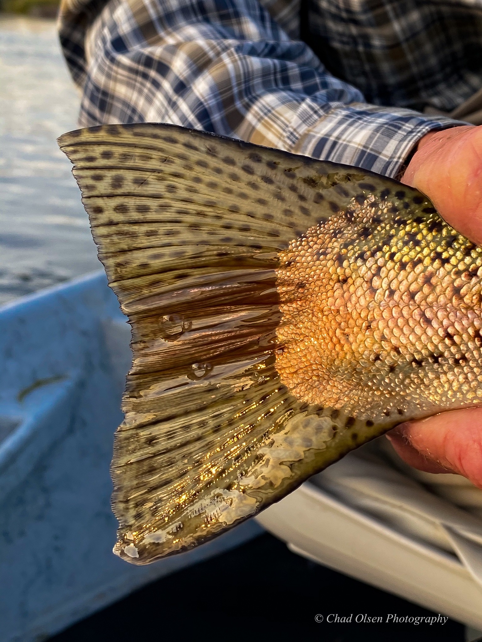 Bighorn River Fishing Trips