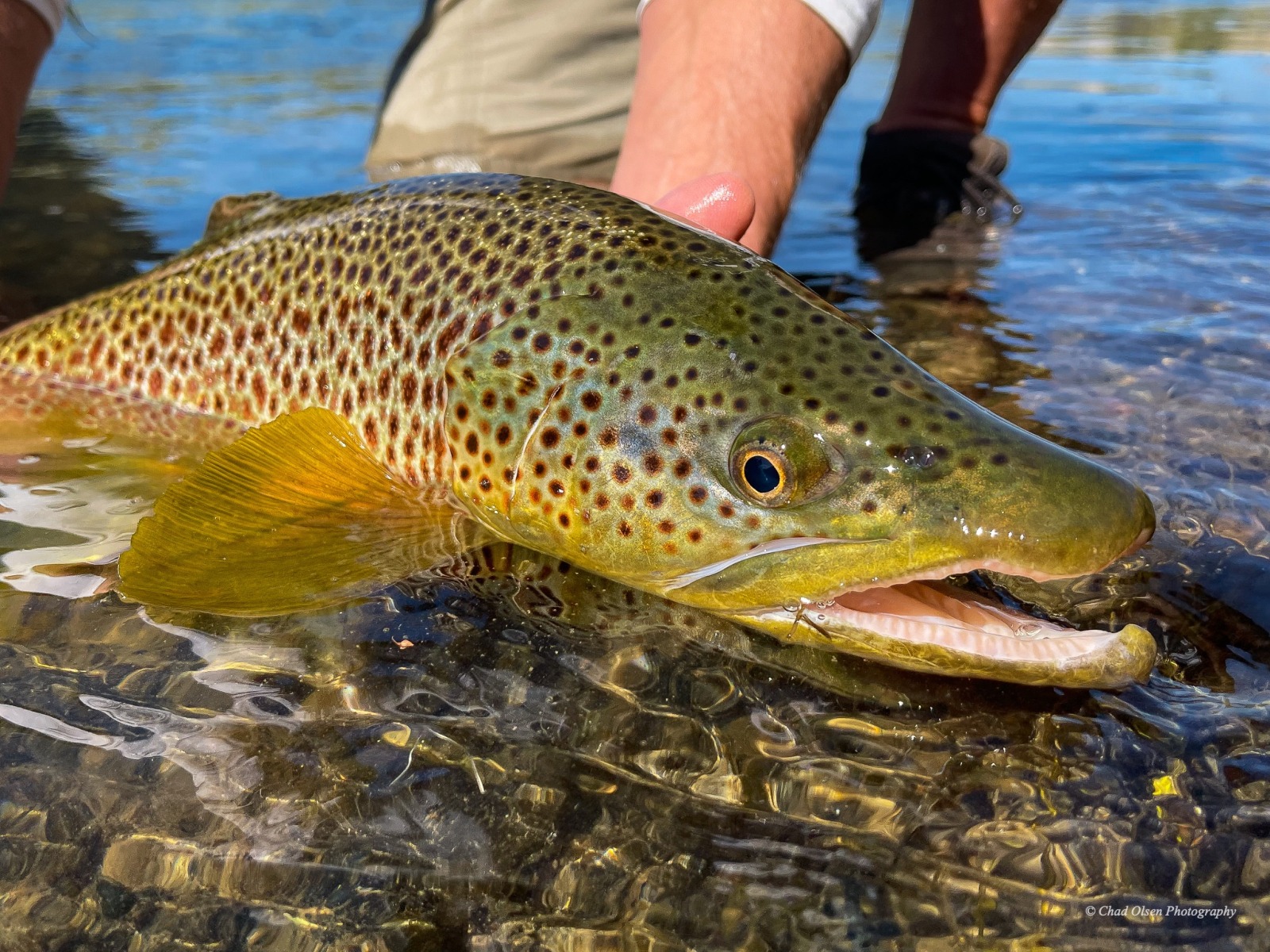 Bighorn River Fishing Trips