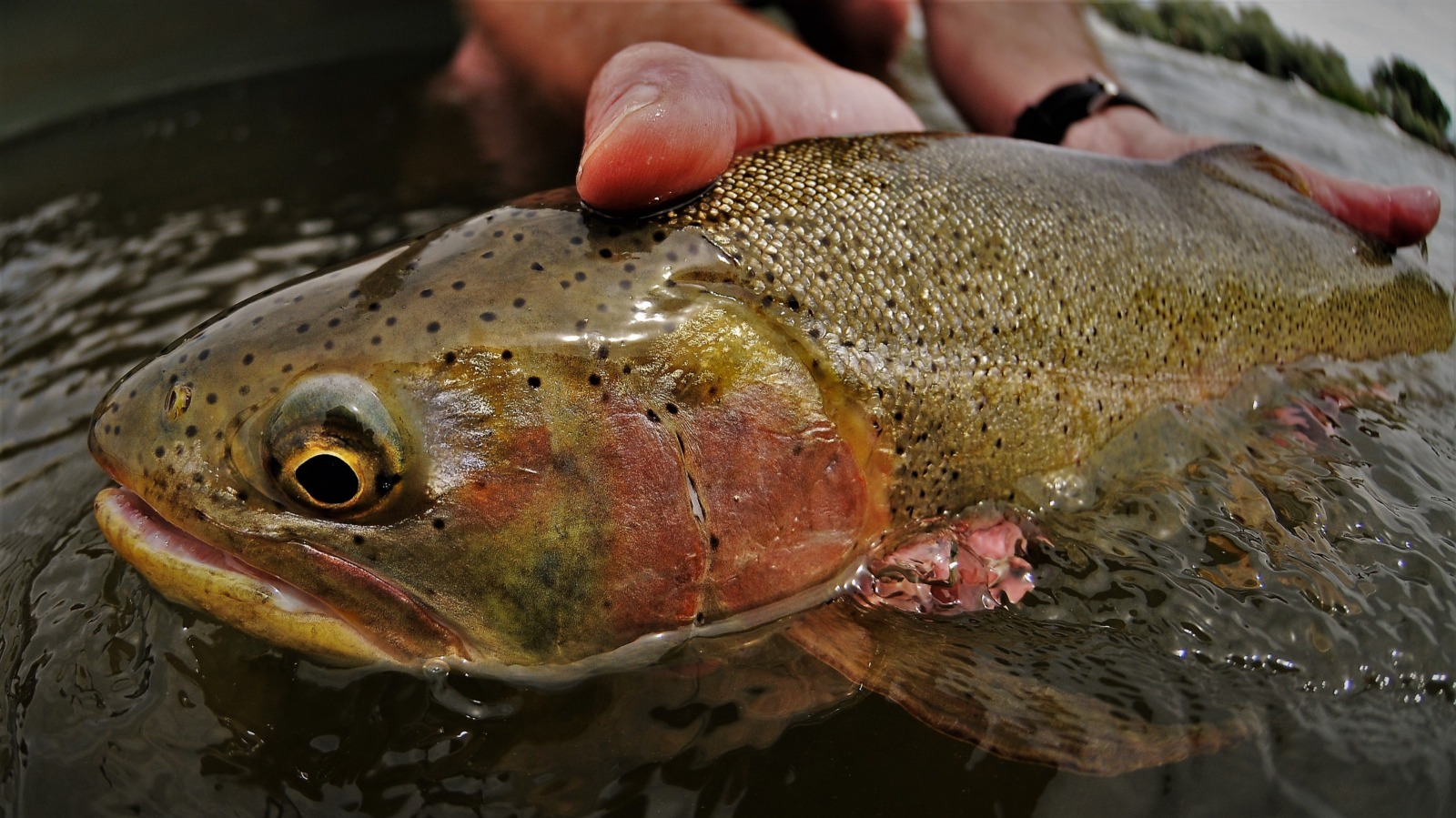 Wyoming Fishing Trips