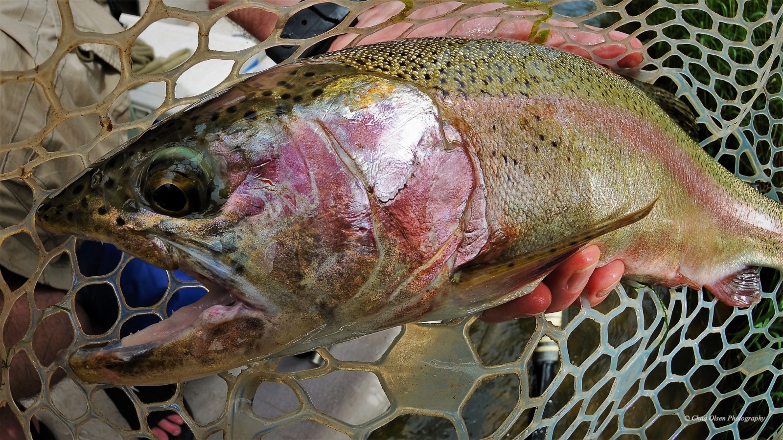 Bighorn River Fishing