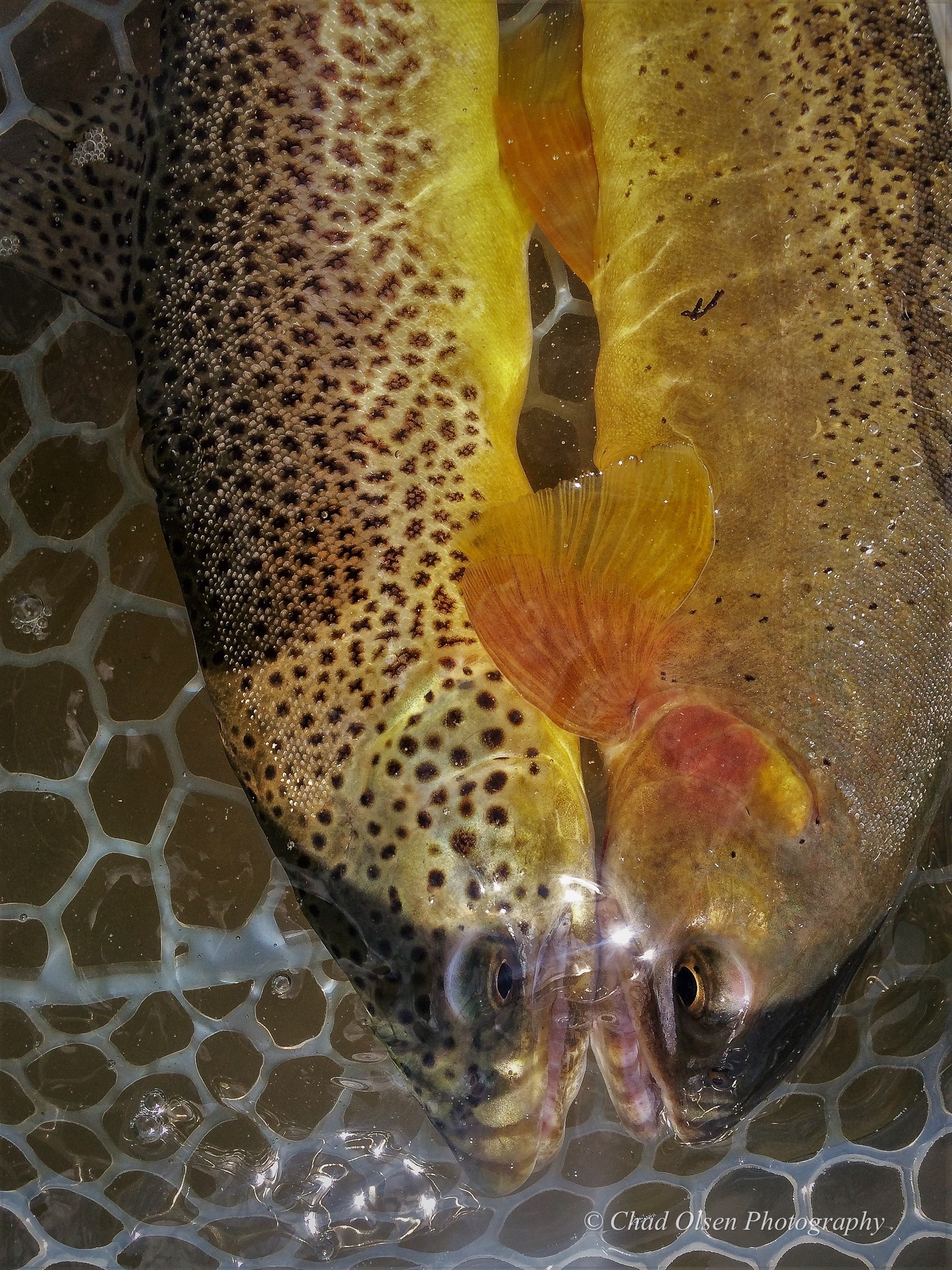 Bighorn River Fly Fishing