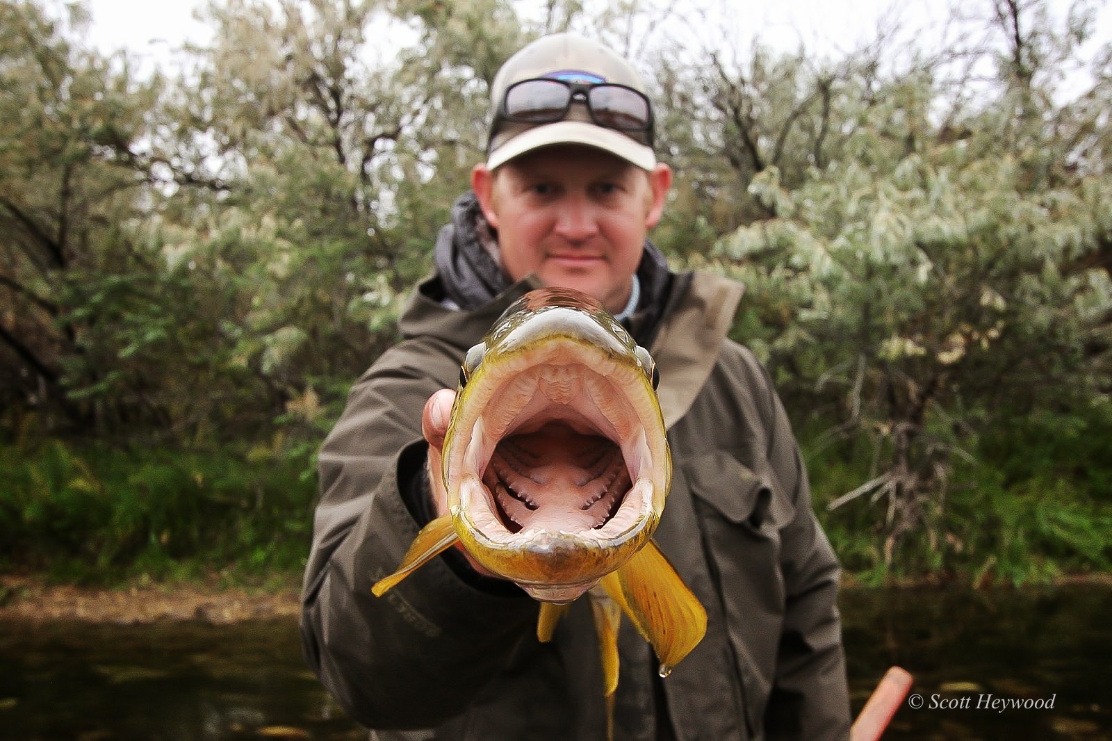 Wyoming Fly Fishing Trips