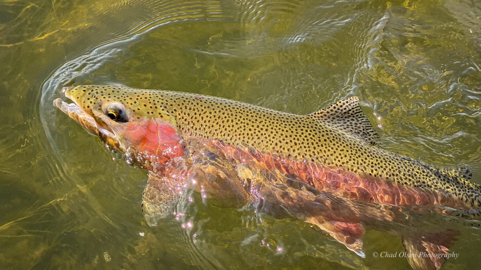 Bighorn River Fly Fishing