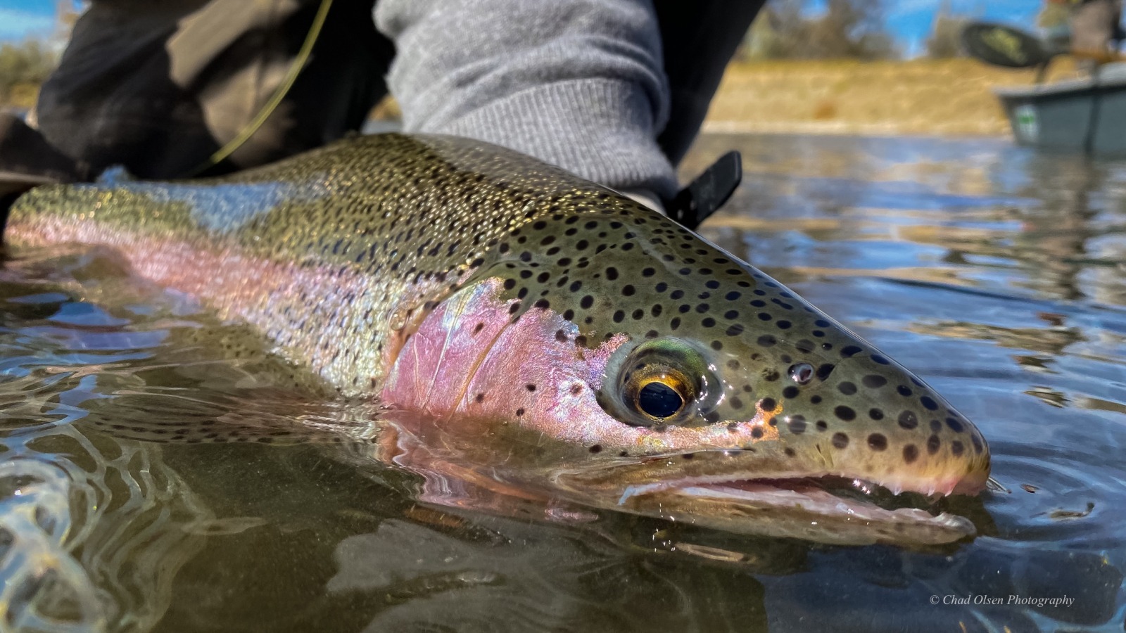 Wyoming Fishing Guides