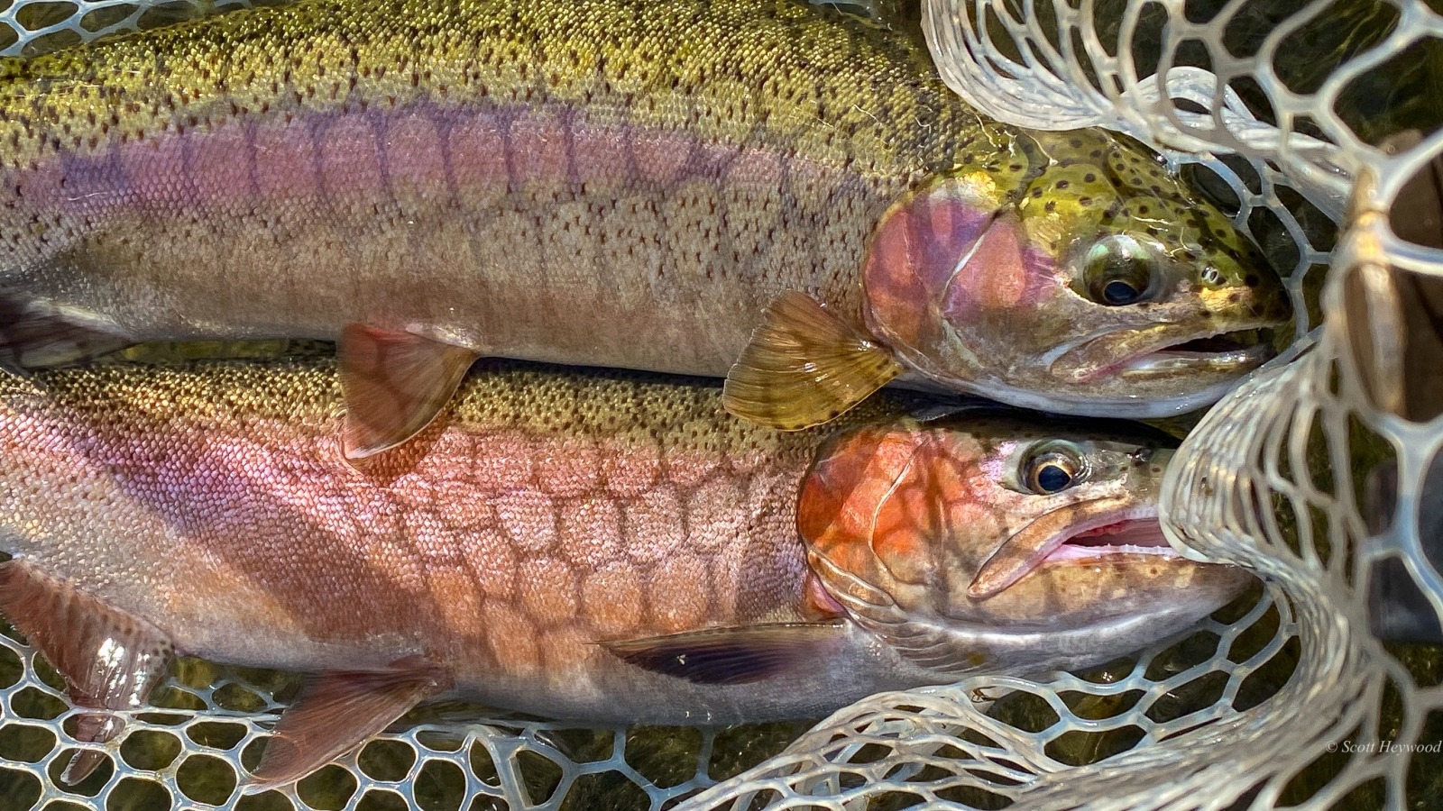 Bighorn River Fishing Trips