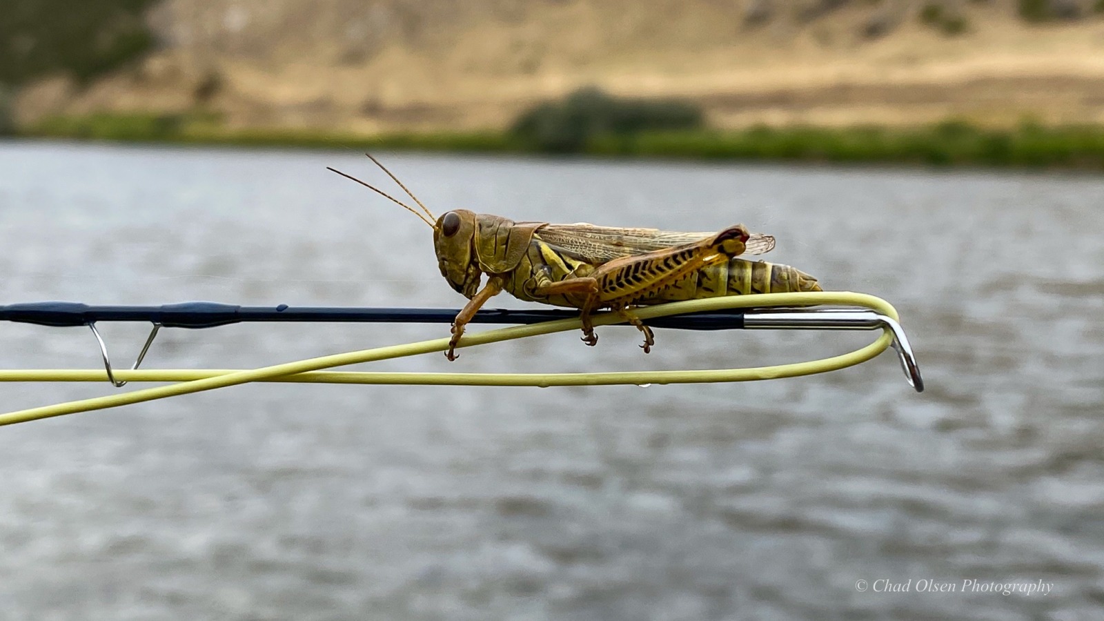 Wyoming Fishing Trips