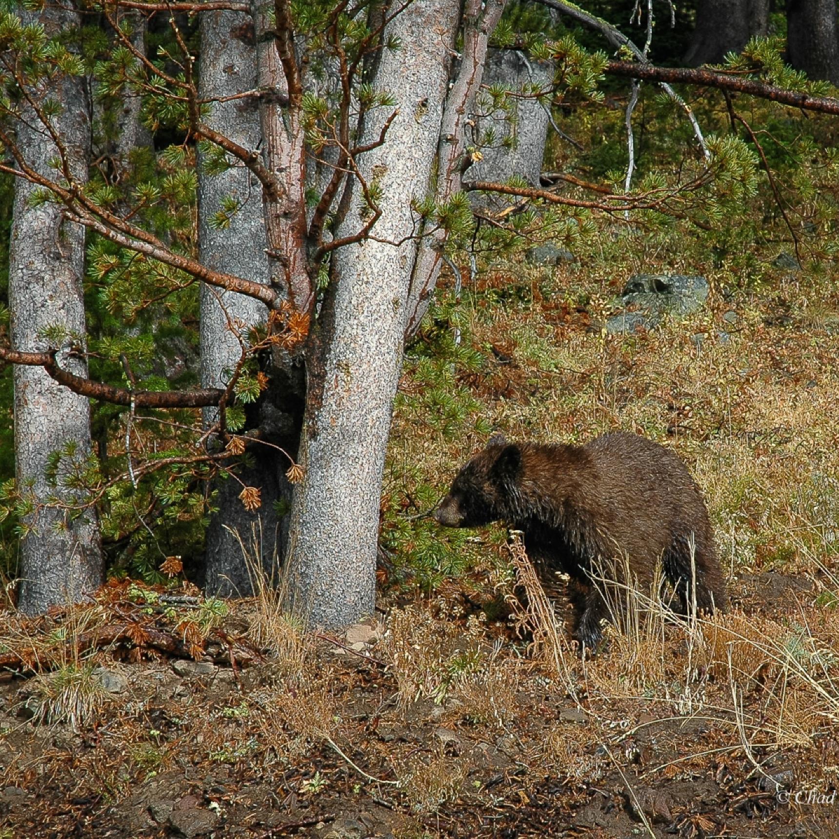 Fly Fishing Yellowstone Park