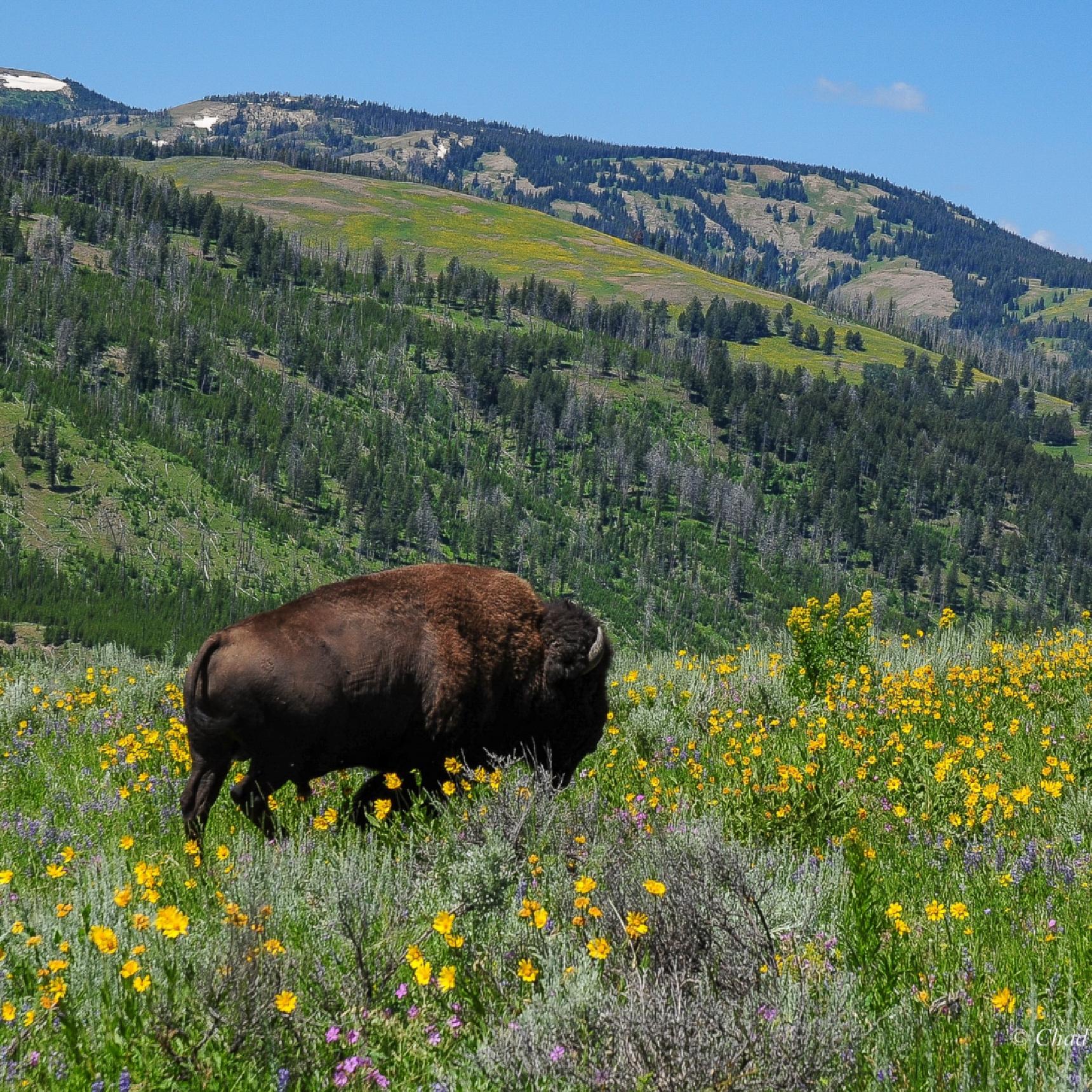 Yellowstone Park Fishing Trips