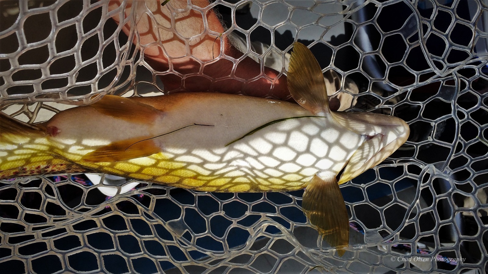 Bighorn River Fishing