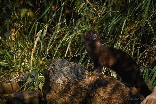Mink on the Bighorn River in Wyoming 