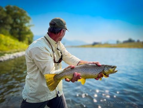 Yellowstone River Brown Trout in Paradise Valley.