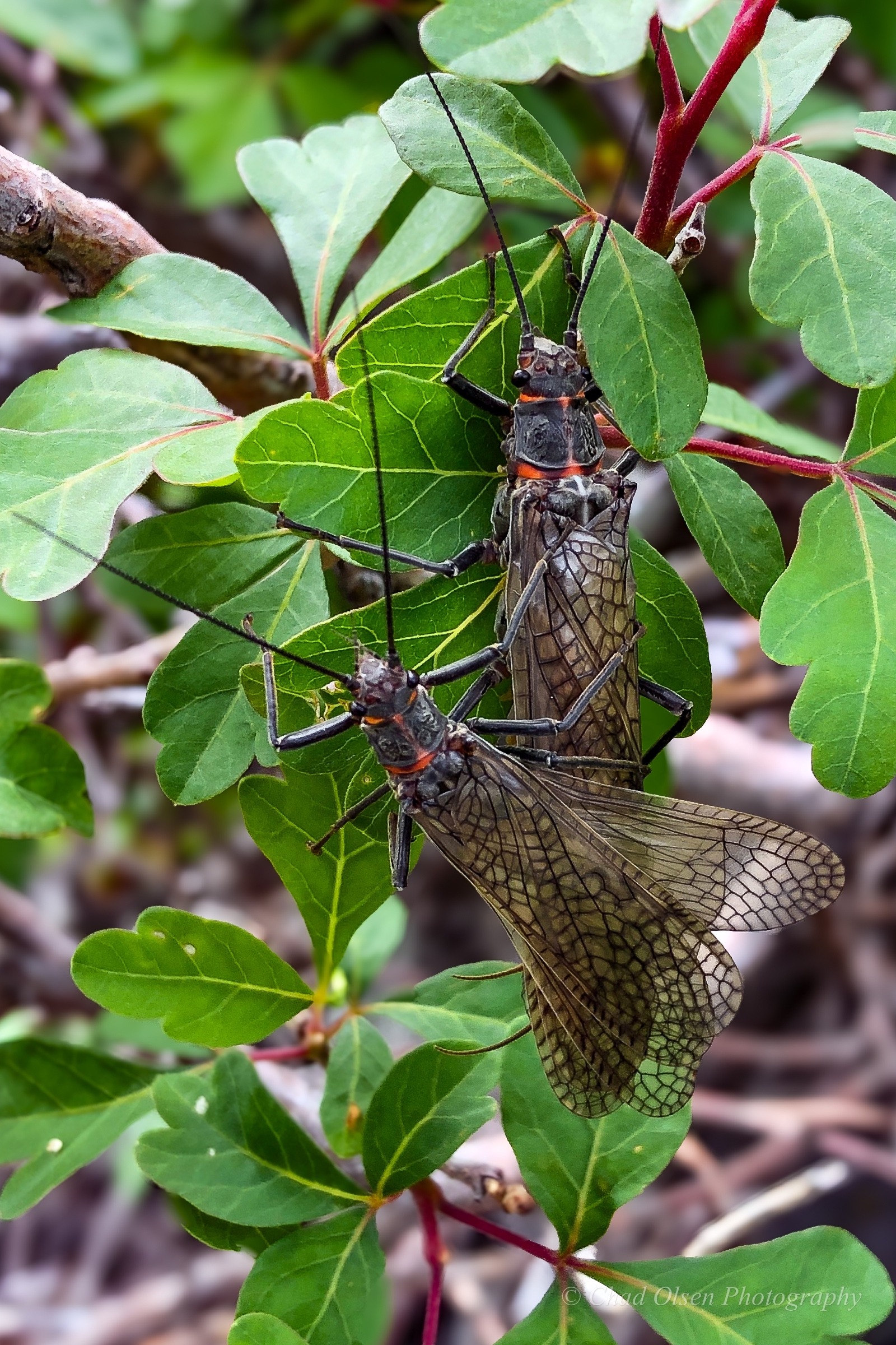 Yellowstone River Salmonfly Hatch