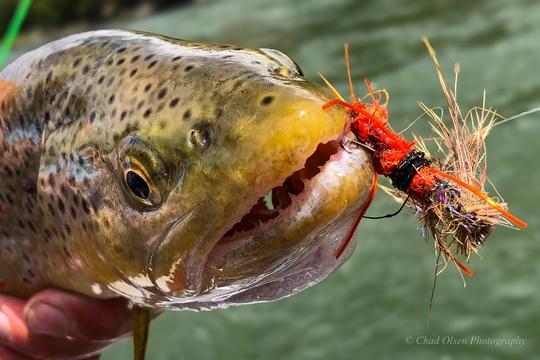 Yellowstone River Salmonfly Fishing