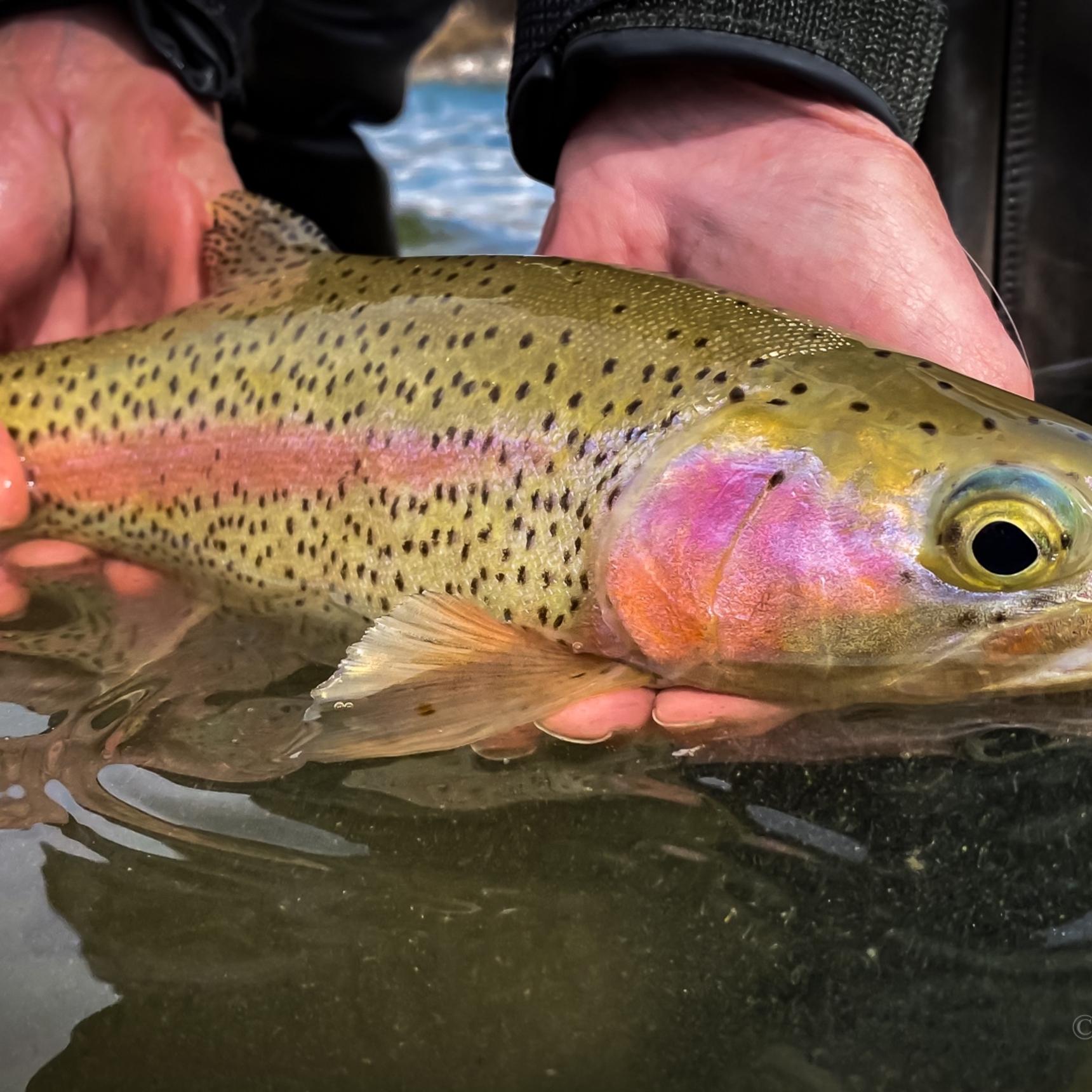 Gallatin River Fly Fishing Guides