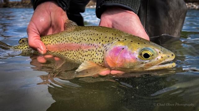 Gallatin River Fly Fishing Guides