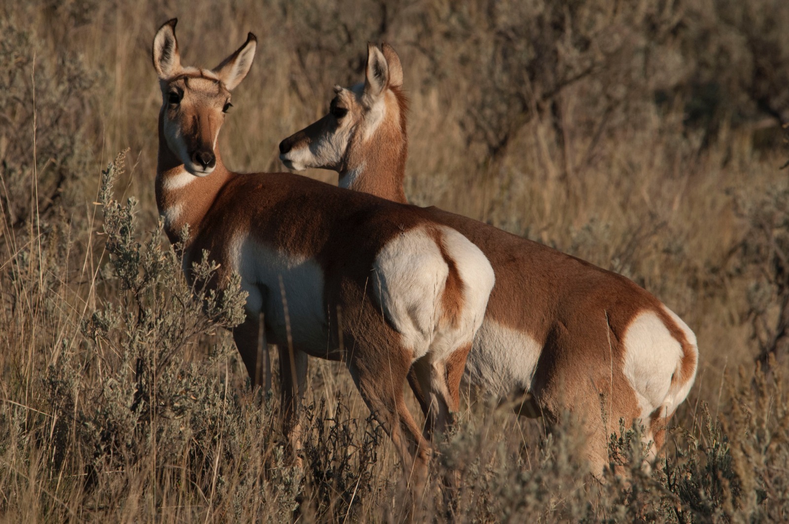 Lamar Valley Antelope, Yellowstone Park