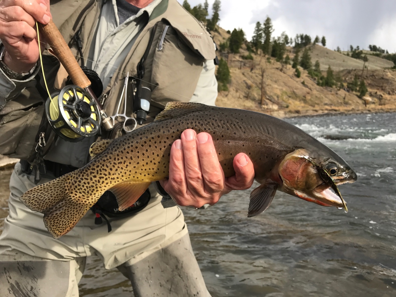 Yellowstone Cutthroat Trout, Yellowstone River, Yellowstone Park