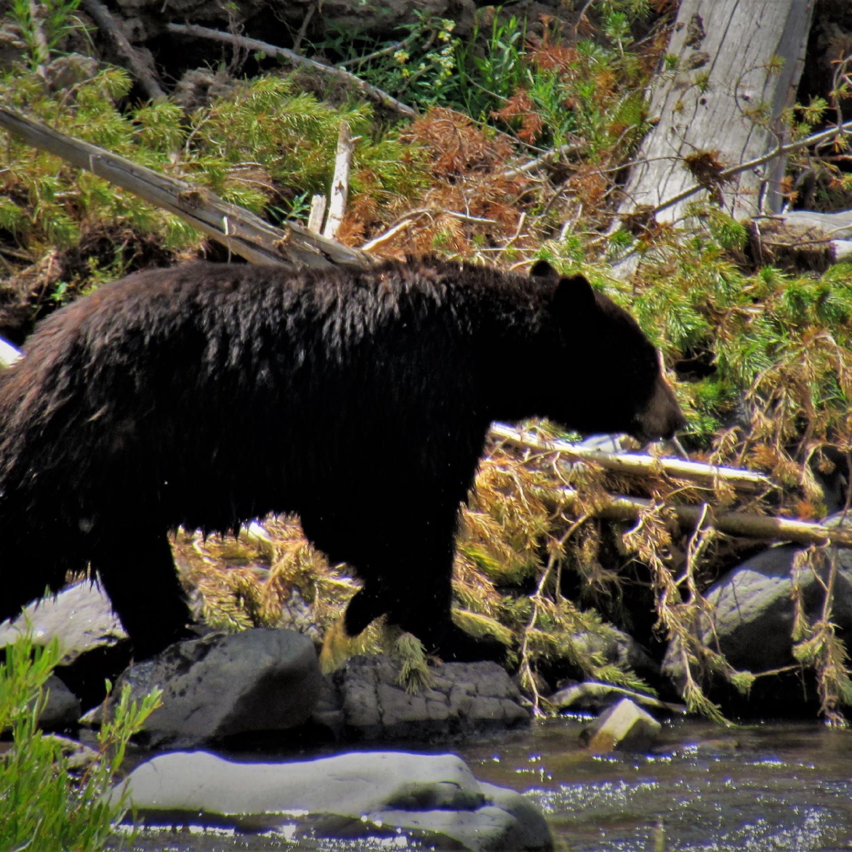 The Best Yellowstone Horseback Fishing Trips