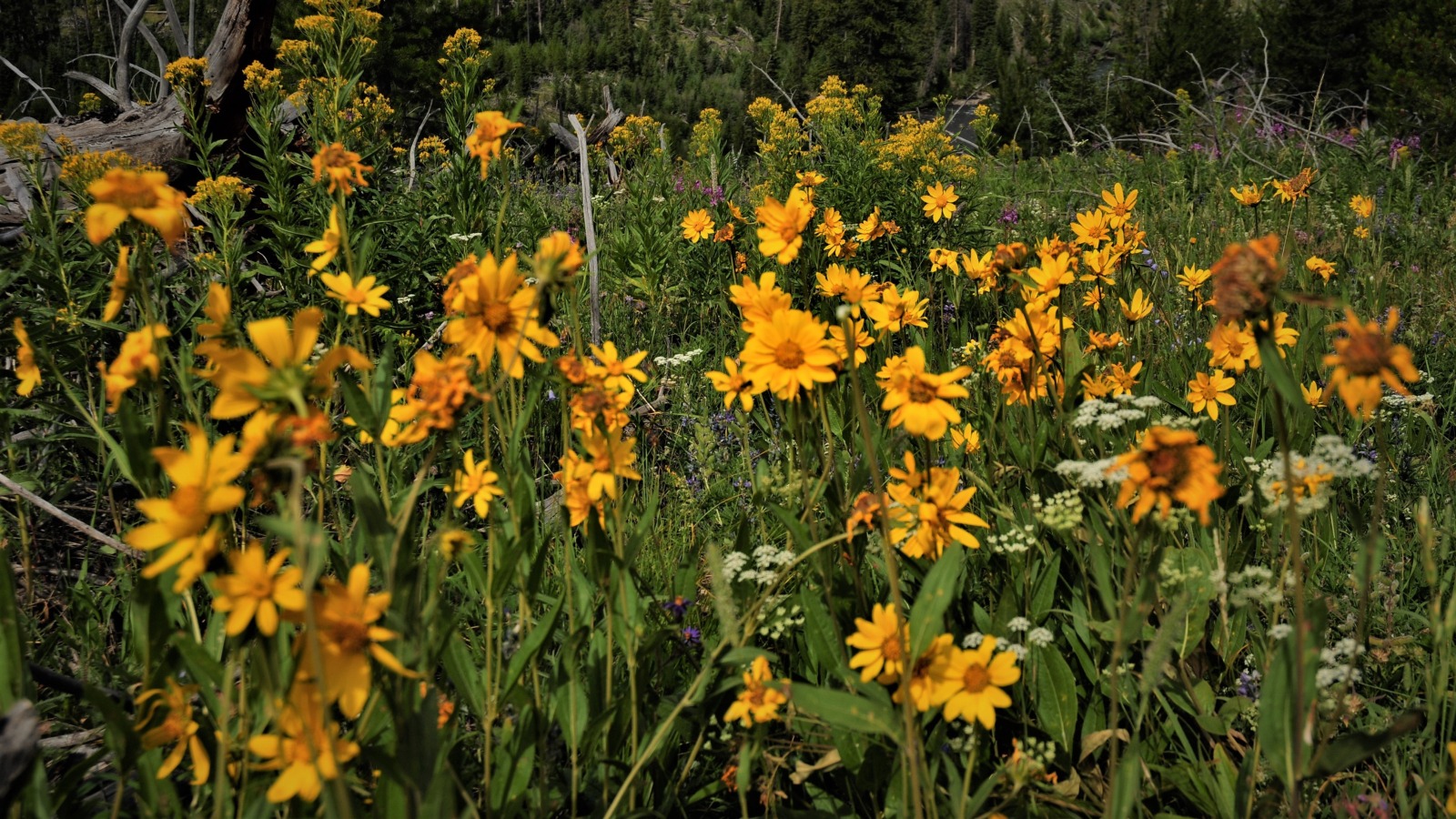 Yellowstone wild flowers, Yellowstone Park