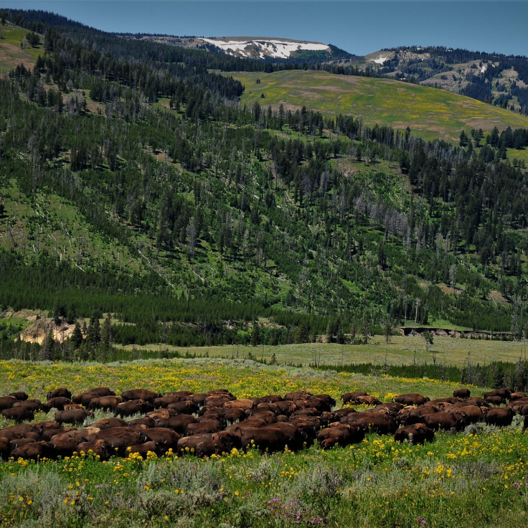 Bison herd, Lamar Valley, Yellowstone Park