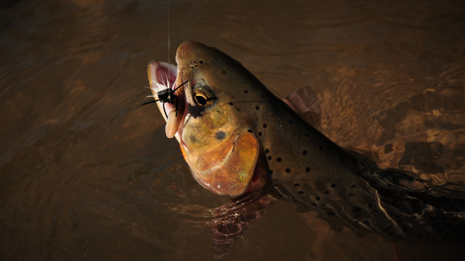 Native Yellowstone Cutthroat Trout, Yellowstone Park