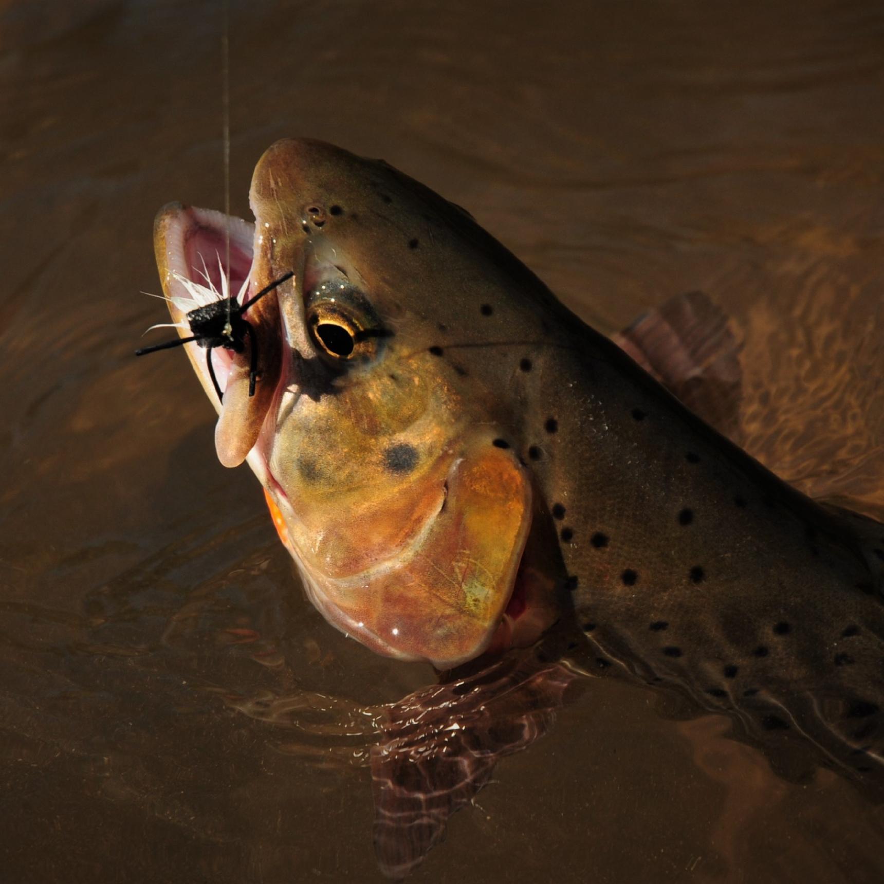 Native Yellowstone Cutthroat Trout, Yellowstone Park