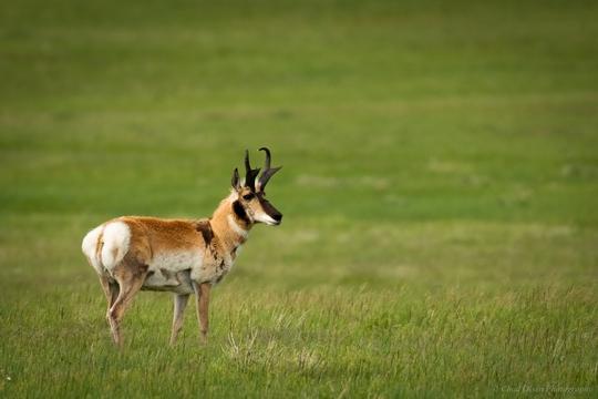 Yellowstone River Wildlife 