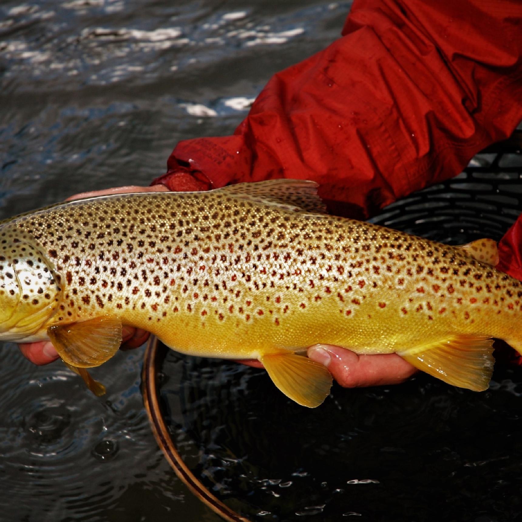 Montana Fly Fishing