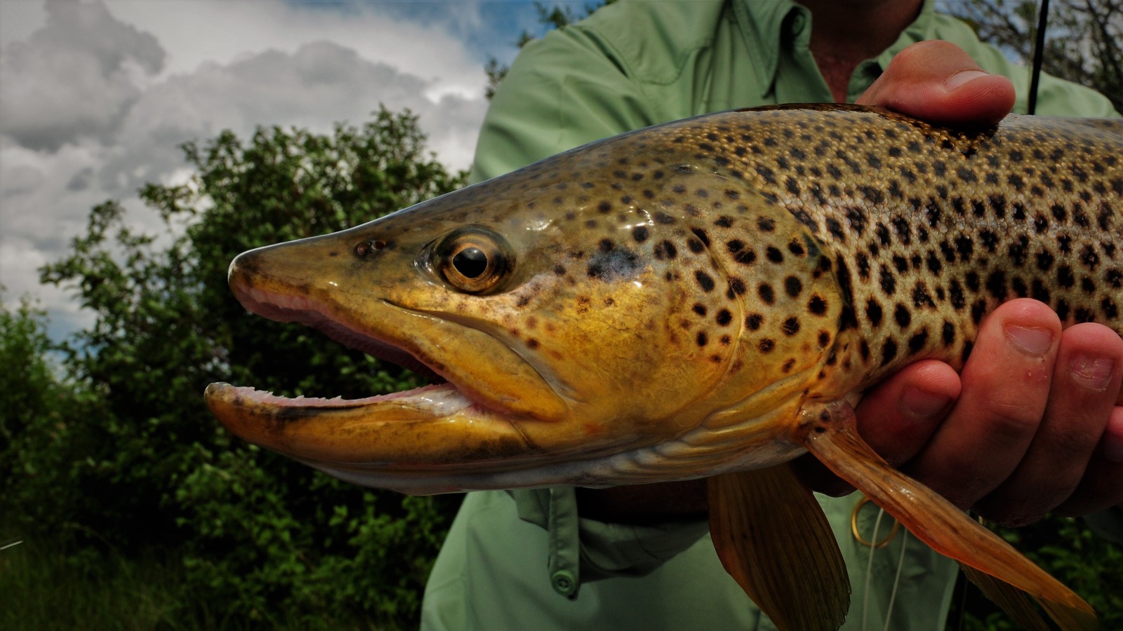 Montana Trout Fishing