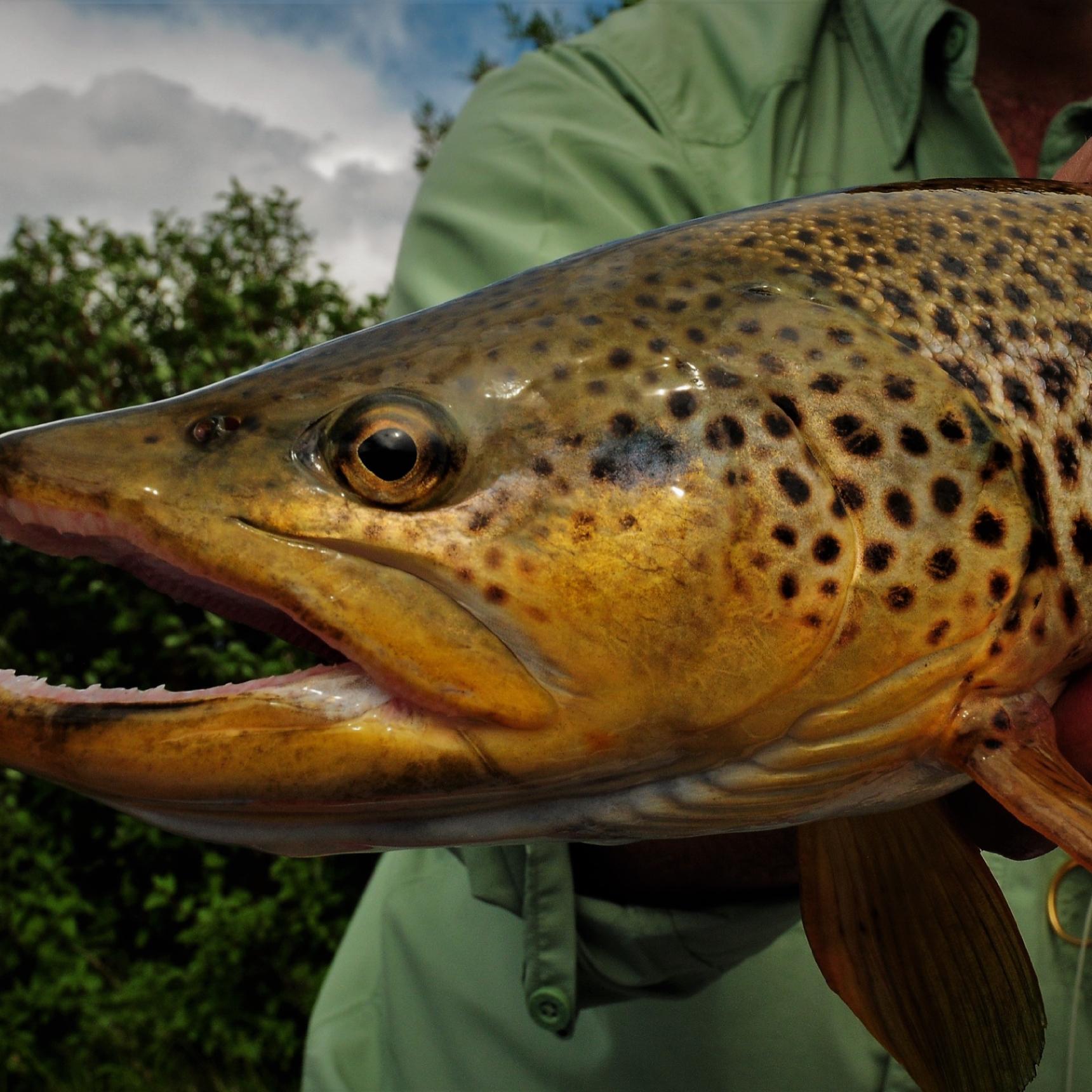 Montana Trout Fishing