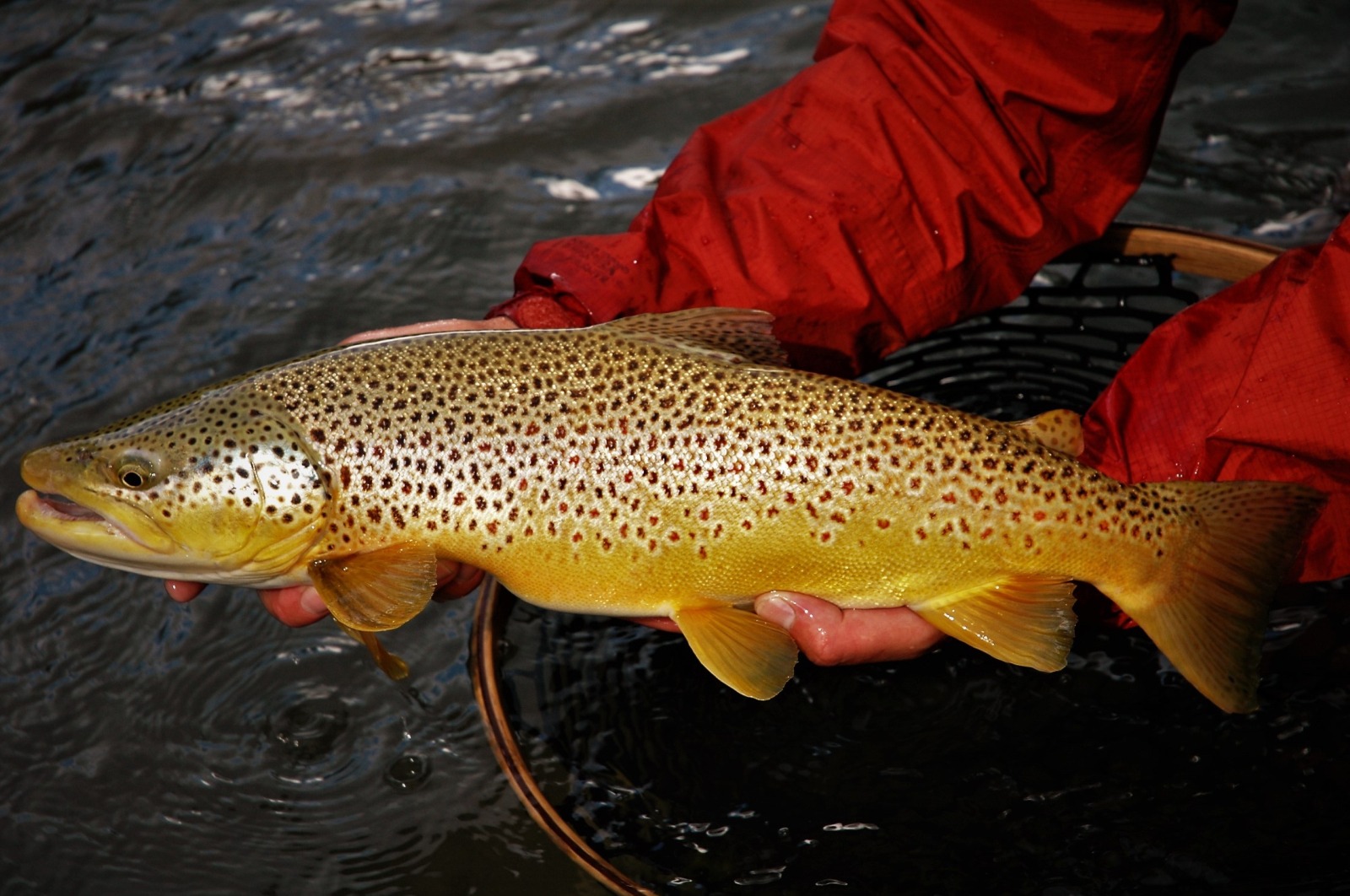 Montana Fly Fishing