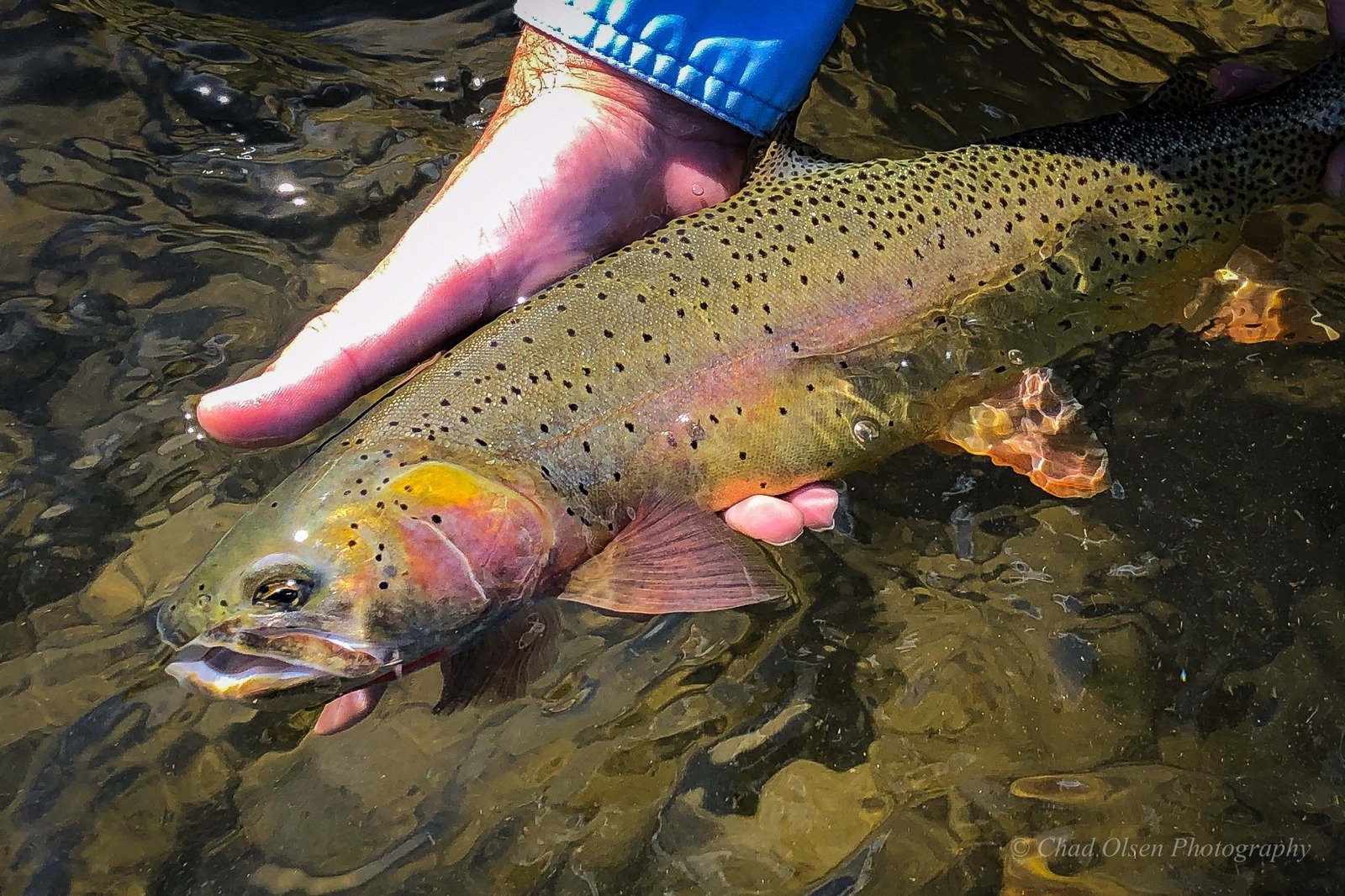 Yellowstone River Cutthroat Tout