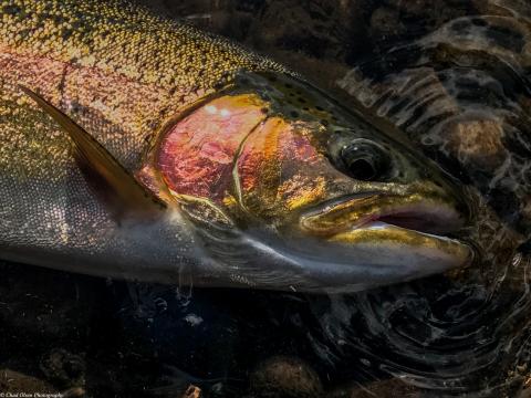 Wyoming Fly Fishing Trips