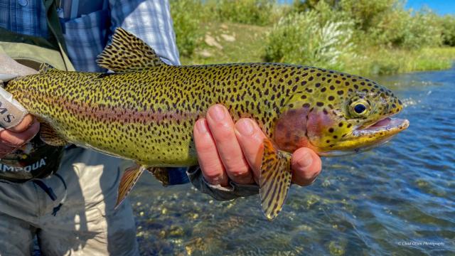 Wyoming Fishing Trips